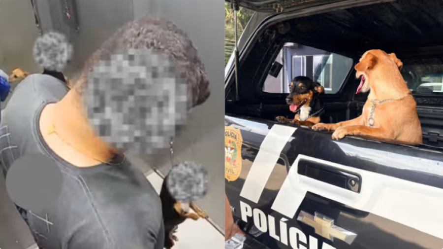 Tutor é indiciado por maus-tratos após enforcar cão pela coleira dentro de elevador em Blumenau