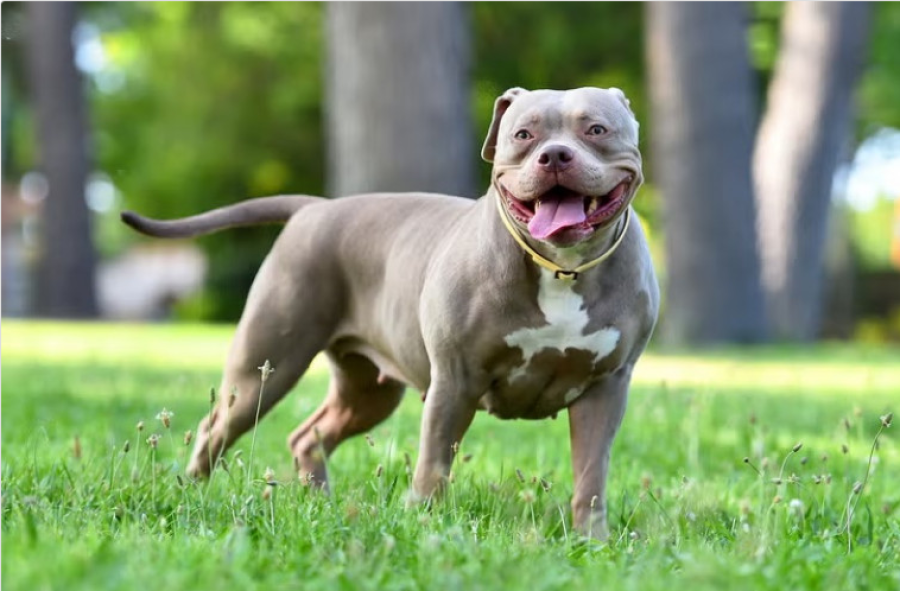 Justiça anula advertência e garante permanência de American Bully em condomínio de Araguaína