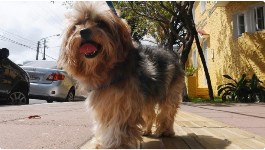 Cinco raças de cães que podem se adaptar à rotina de apartamentos