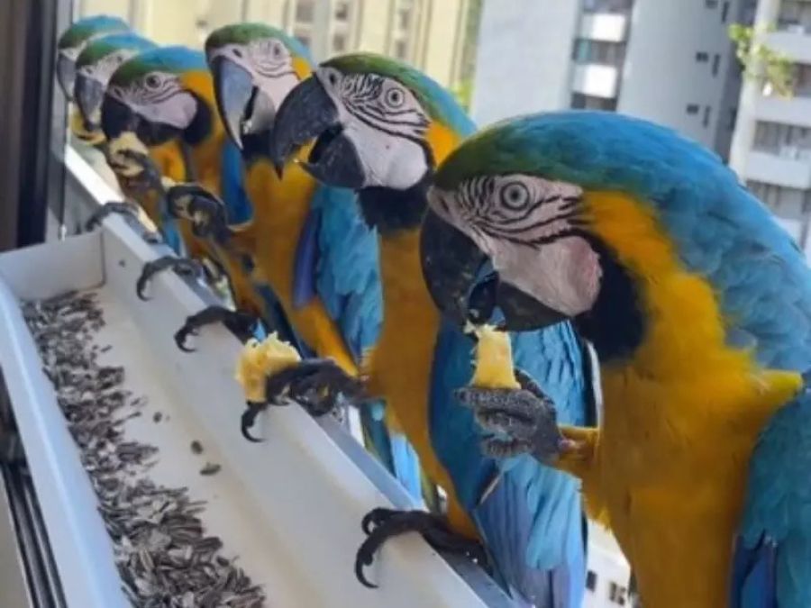 Briga por barulho de araras em condomínio de Cuiabá termina com medida protetiva