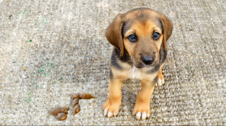Cocô de cachorro vira briga entre vizinhos e termina com condenação de R$ 3 mil