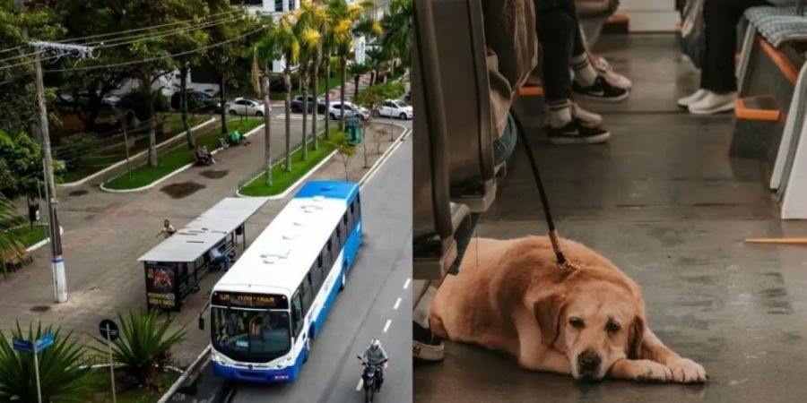 Florianópolis autoriza animais de assistência em condomínios e estabelece novas regras para moradores