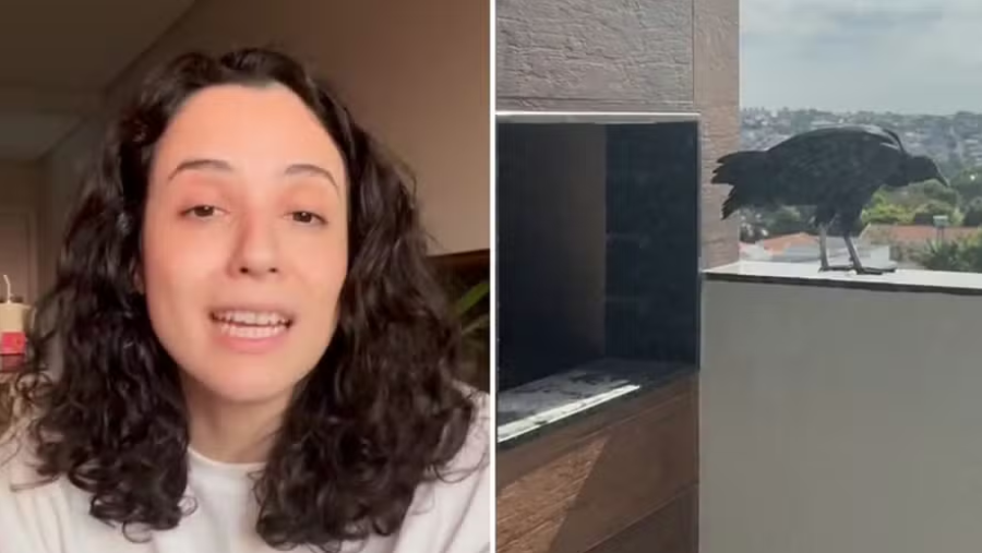 Urubu faz ninho em churrasqueira de apartamento e moradora descobre que não pode retirar a ave