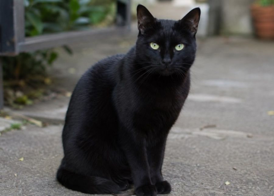 Professora denuncia desaparecimento de gata em condomínio de São José do Rio Preto