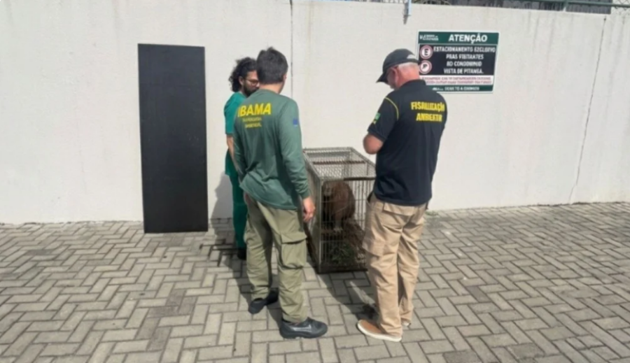 Capivara é resgatada dentro de condomínio na Serra e devolvida à natureza