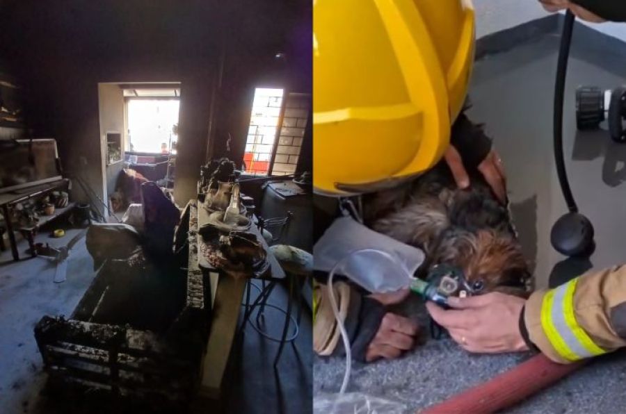 Cachorrinha é resgatada após incêndio atingir apartamento em condomínio de Laguna