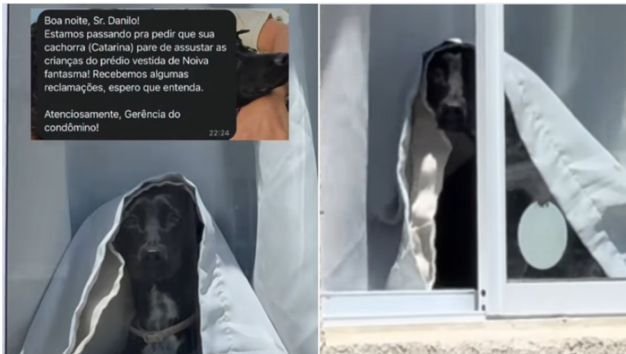 Cadela assusta vizinhos ao aparecer enrolada em cortina e condomínio é acionado