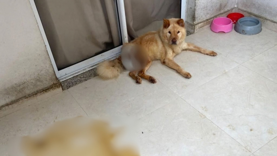 Chow Chow é resgatada em estado gravíssimo de varanda de apartamento na Serra