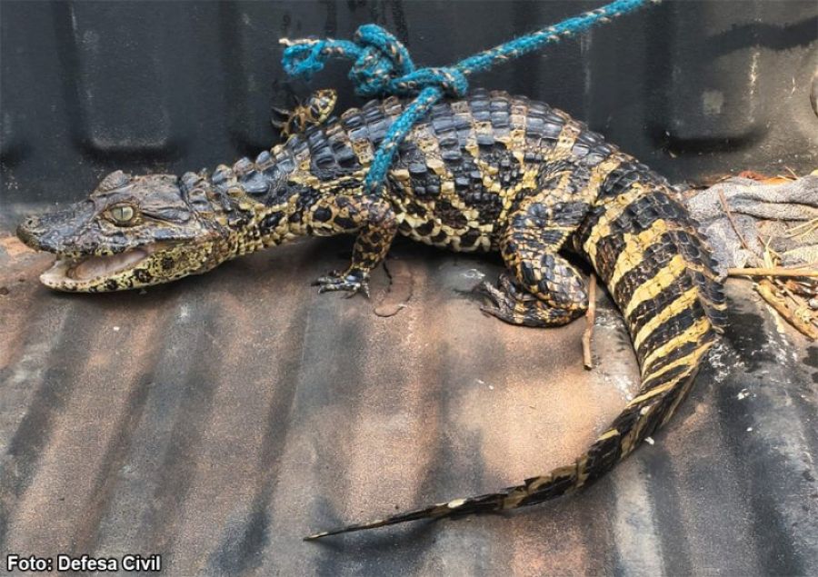 Filhote de jacaré é resgatado em condomínio de chácaras após fortes chuvas em Bastos (SP)