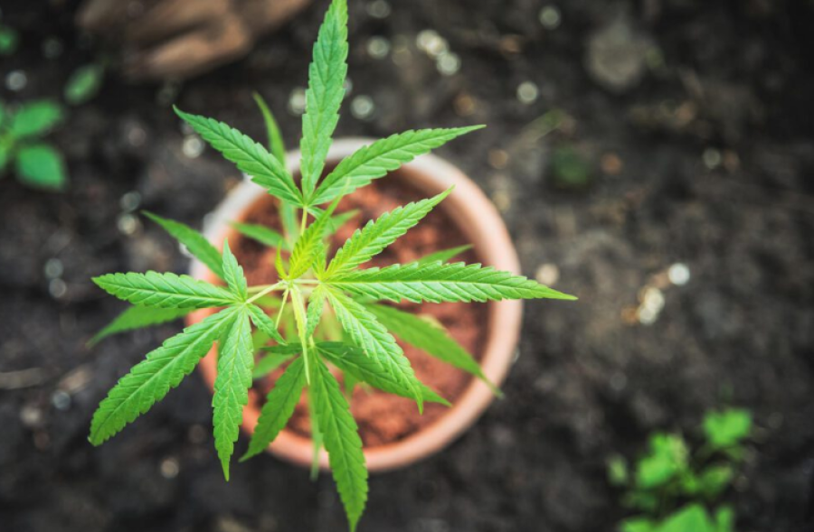 Polícia apreende 13 pés de maconha em apartamento
