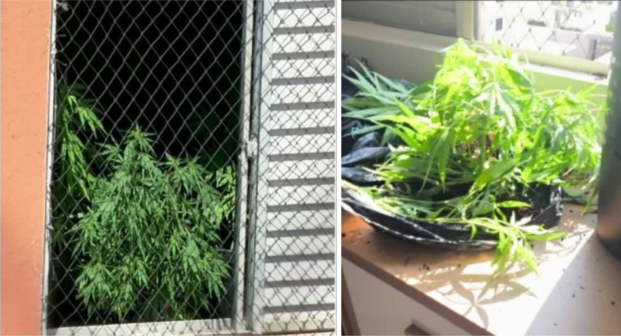 Pé de maconha em janela de prédio vira caso de polícia em Maringá