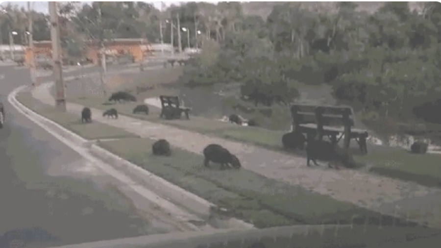 Prefeitura cria grupo para monitorar capivaras em condomínio na zona Leste de Teresina