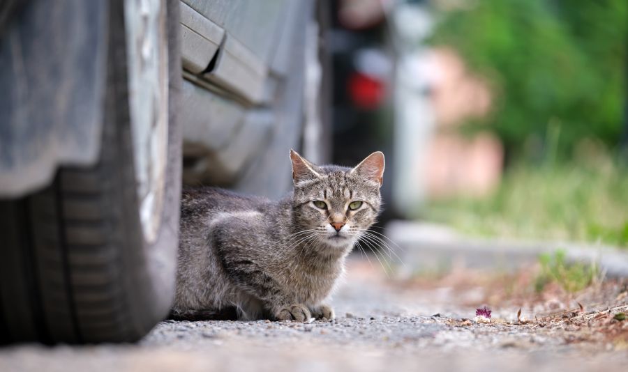 Polícia Civil indicia morador e funcionária de condomínio por atropelamento de gato em Aracaju