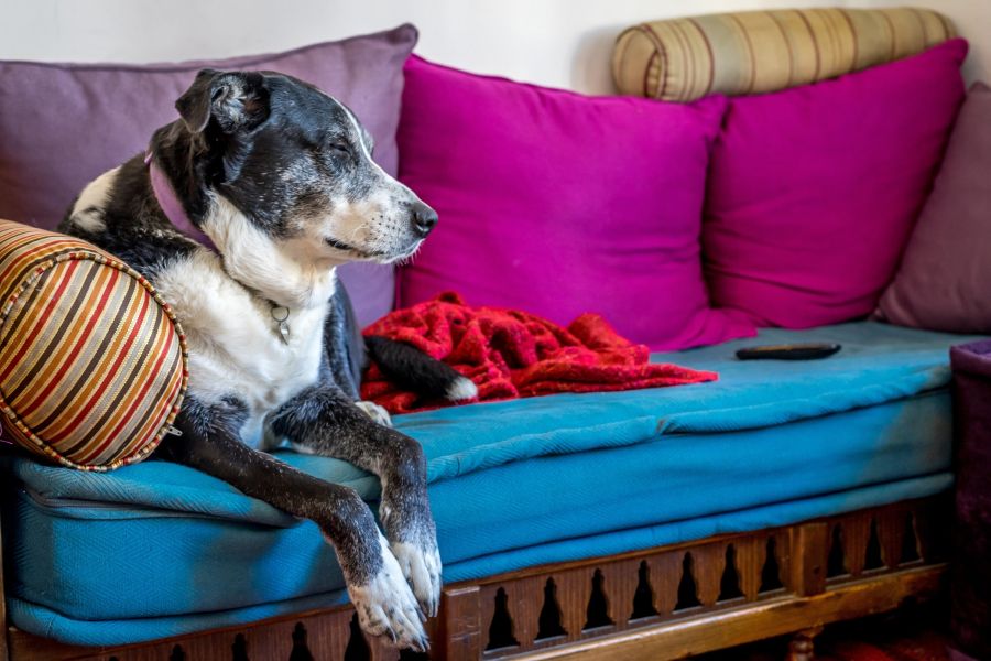 Justiça nega indenização por latidos após autor não provar incomodo excessivo