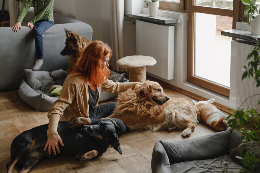 Casa multiespécies: A nova tendência de integração entre humanos e pets