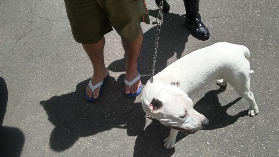 Briga por pitbull sem focinheira em condomínio de Praia Grande (SP) termina em ameaça de morte