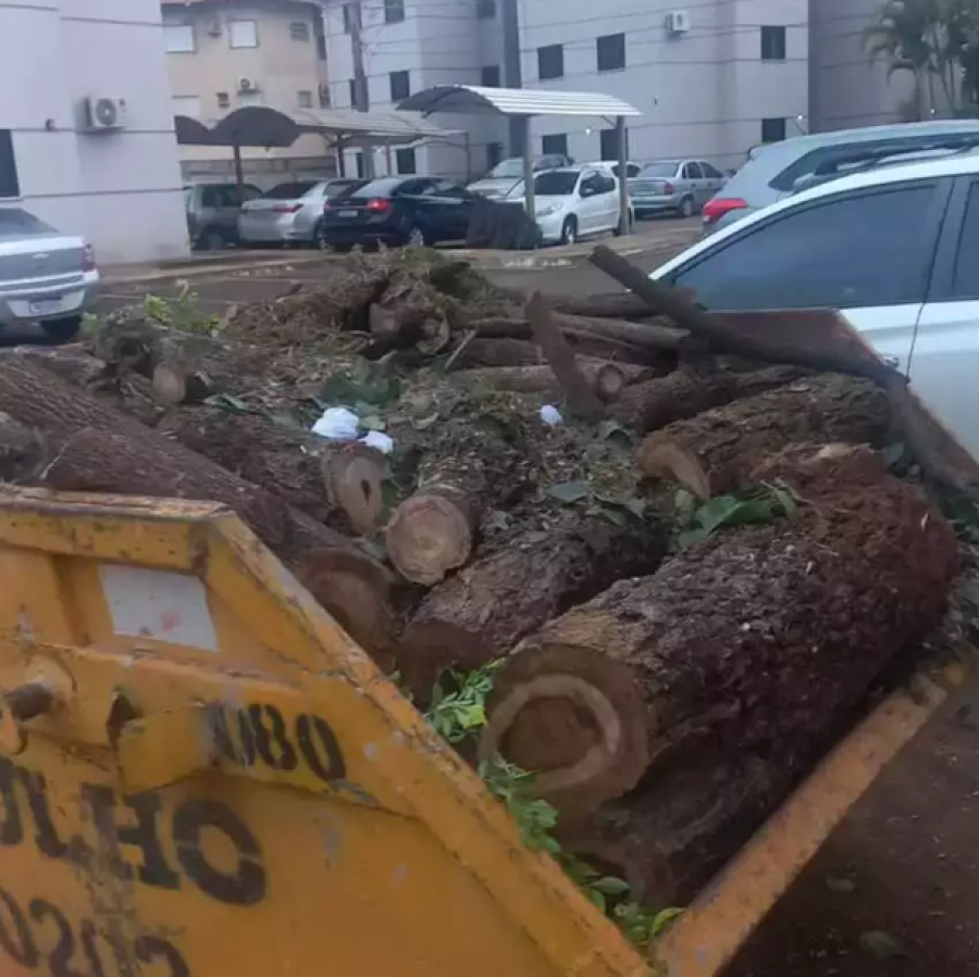 Corte de ipês em condomínio gera revolta e moradores acionam Polícia Ambiental