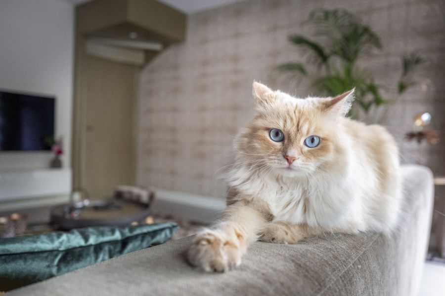 Vida em apartamento: desafios e soluções para o bem-estar dos animais de estimação