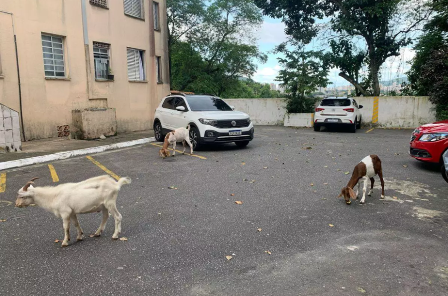 Bodes estressados invadem condomínio em Santos (SP) e causam prejuízos aos moradores