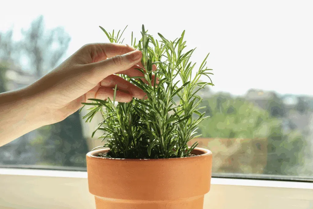 Horta em apartamento_ 5 temperos para cultivar em vasos mesmo com pouco espaço.webp
