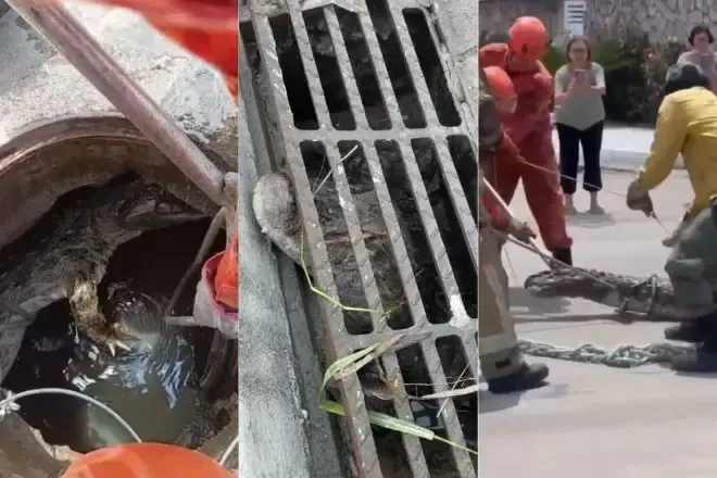Video-jacare-de-mais-de-2-metros-e-resgatado-de-bueiro-em-condominio-no-RJ.webp