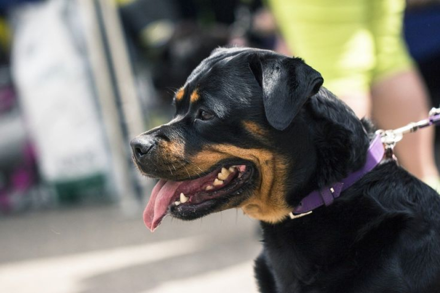 Cão ataca menino de 11 anos que brincava em condomínio