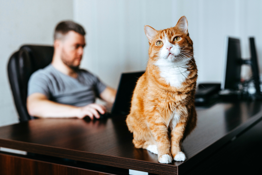 Controle de gatos em condomínio deve ser responsabilidade compartilhada, decide TJ/DF